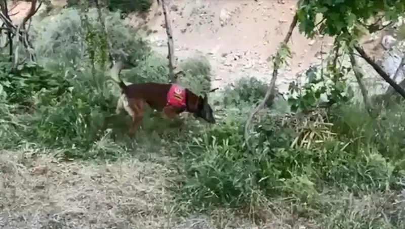 Gizemli Esrar Dere Kenarında, Dedektör Köpek Her Şeyi Ortaya Çıkardı!