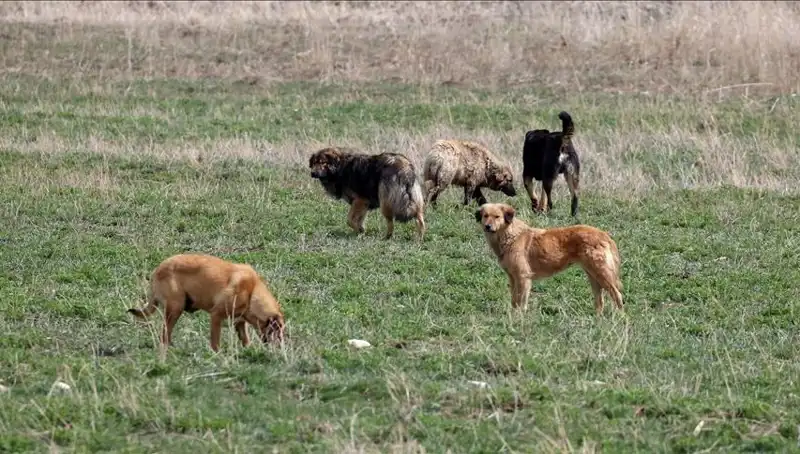 Ankara'da Sahipsiz Köpekler İçin Yeni Cezai Düzenleme: 71 Bin Lira!