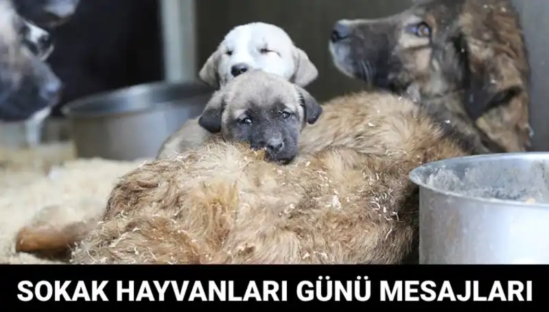 Dünya Sokak Hayvanları Günü: Hayvanların Hakları İçin Bir Fırsat
